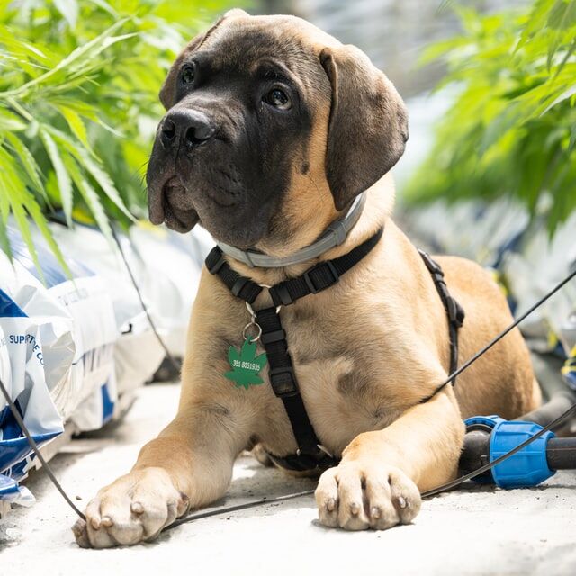 6 Crucial Things Dog Owners Need To Know About CBD